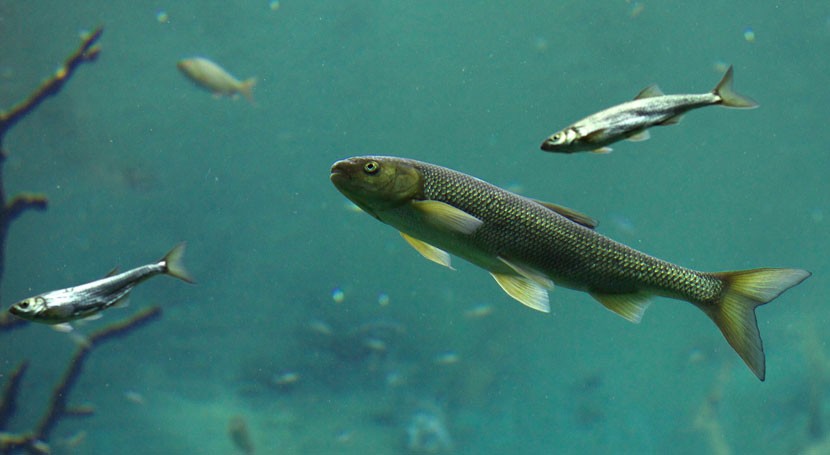 colageno marino