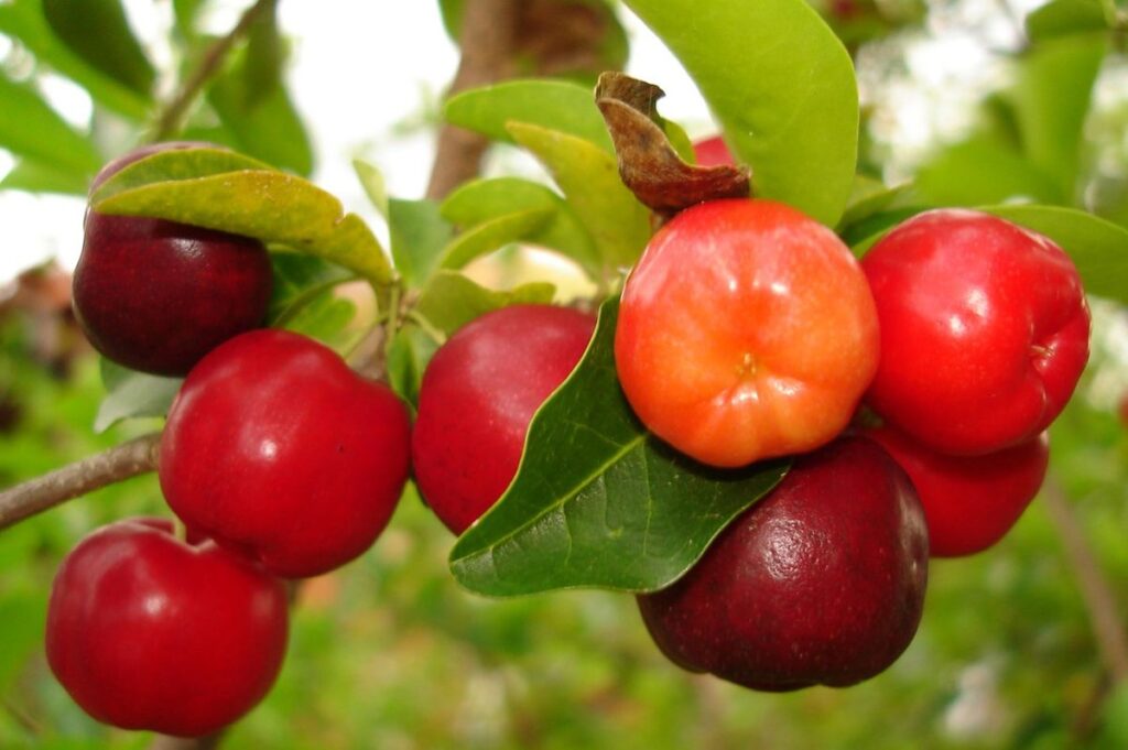 Beneficios de la Acerola