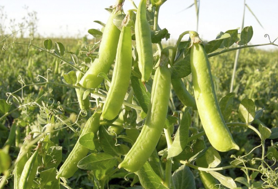 El Poder Nutritivo de las Arvejas