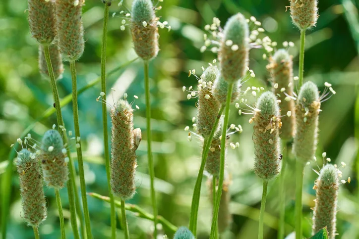 Psyllium y su magnifica eficacia en Sindrome de Intestino Irritable