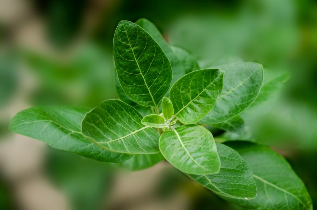 Ashwagandha de Drasanvi