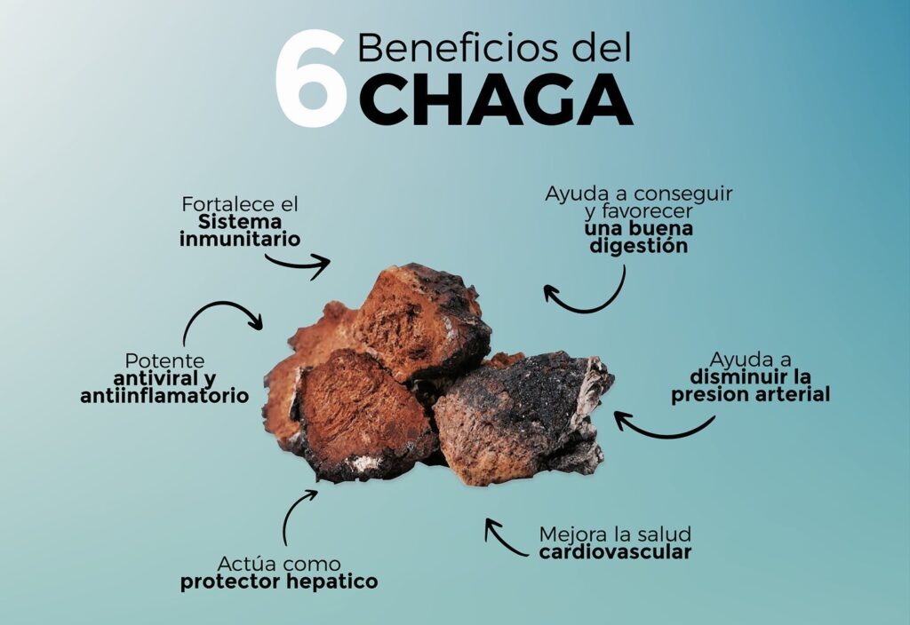 Chaga Mushroom 1000mg 150 cápsulas de Nutricost