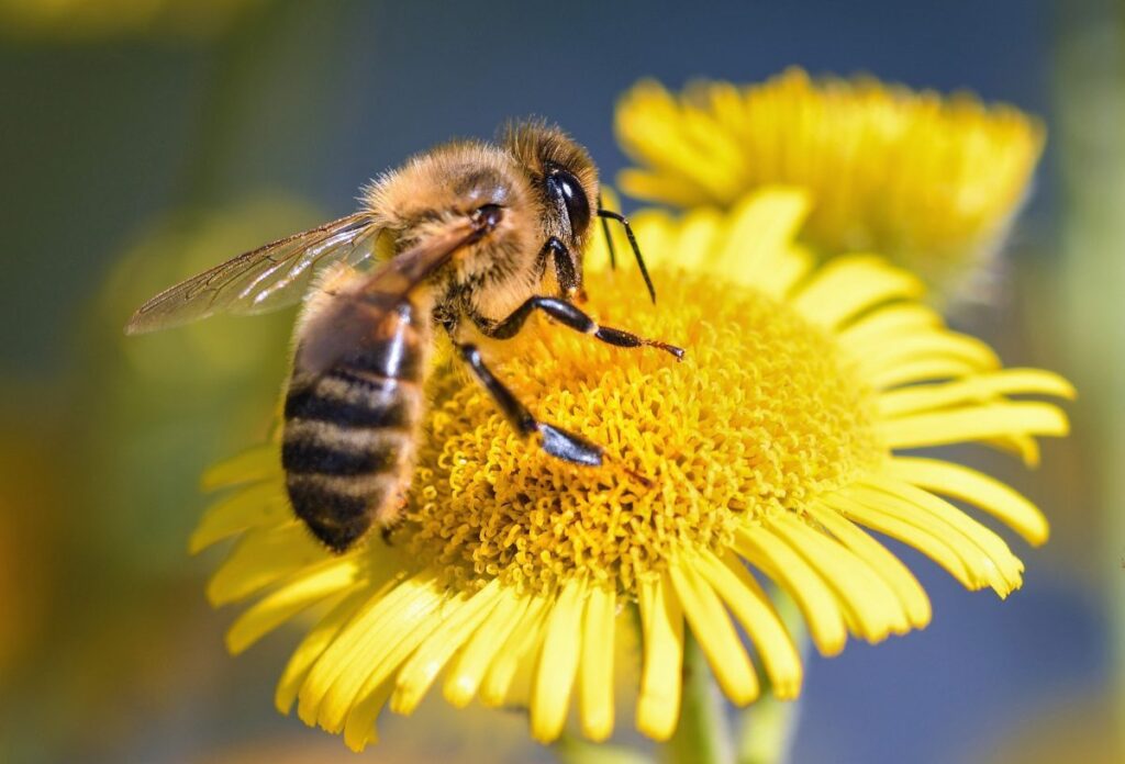 Miel de Abeja 500g Biocenter: Propiedades, Beneficios y Usos del Oro Natural de Oxapampa